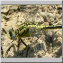 Gomphus pulchellus - Westliche Keiljungfer 05.jpg